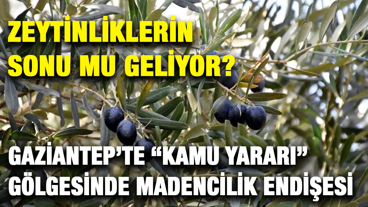 Zeytinliklerin Sonu mu Geliyor? Gaziantep’te “Kamu Yararı” Gölgesinde Madencilik Endişesi
