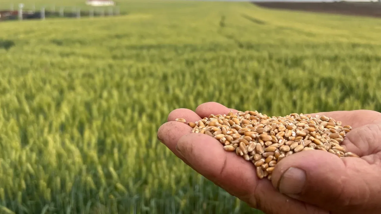 Buğday ve Arpa Fiyatlarında Yükseliş Sürüyor