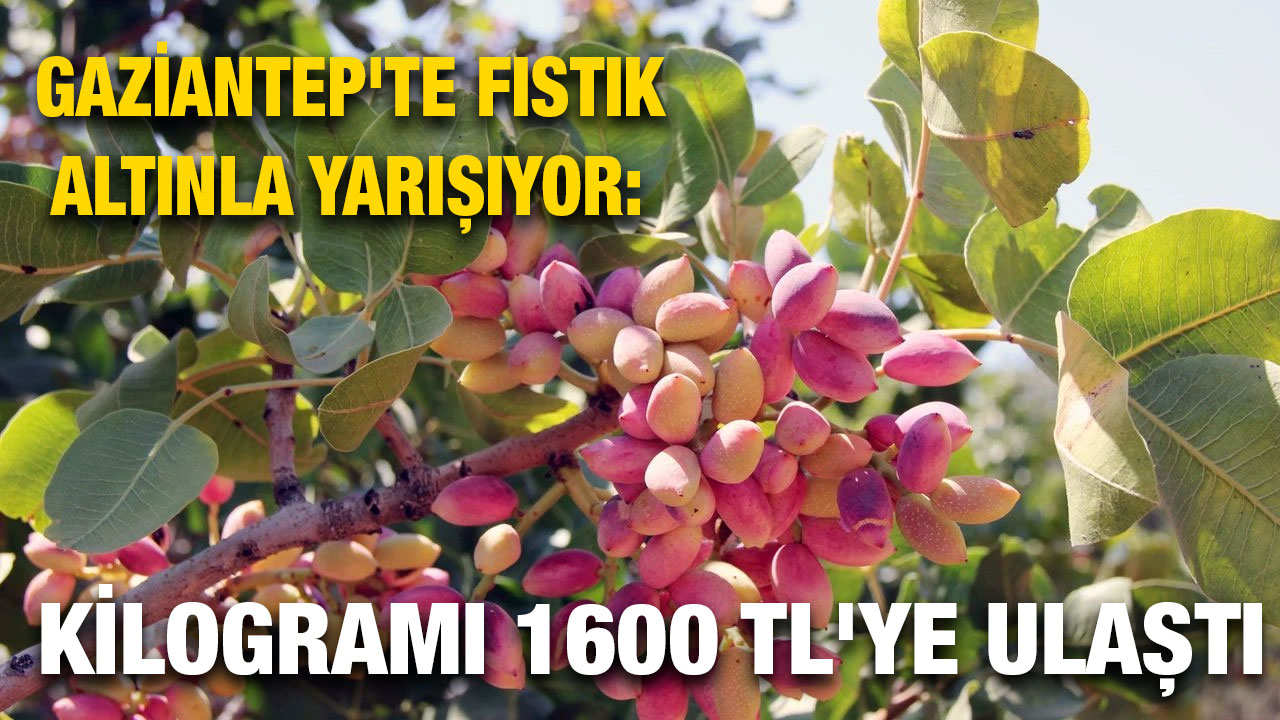 Gaziantep'te Fıstık Altınla Yarışıyor: Kilogramı 1600 TL'ye Ulaştı