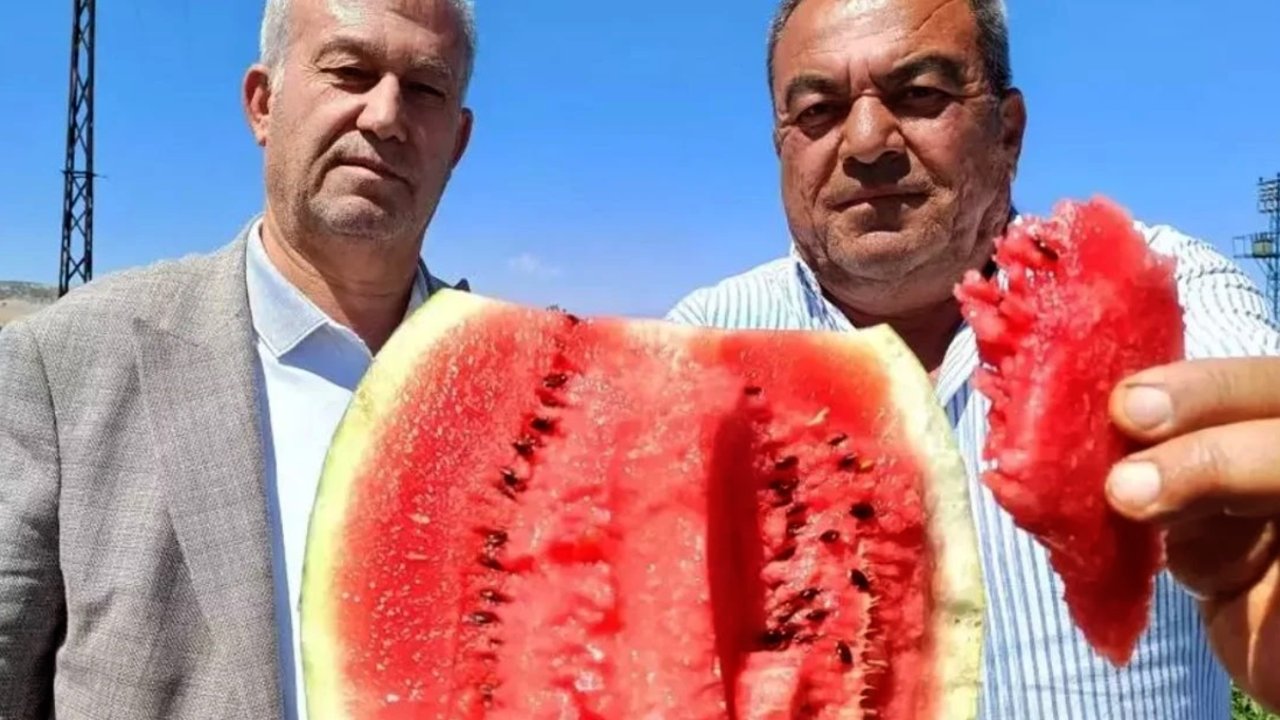 Gaziantepli Karpuz Üreticileri Kan Ağlıyor! Tarlada 1 Lira, Markette 6 Lira!