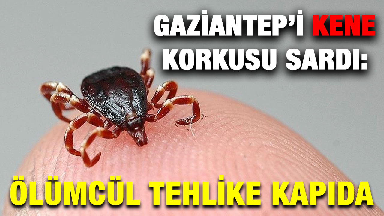 Gaziantep’i Kene Korkusu Sardı: Ölümcül Tehlike Kapıda