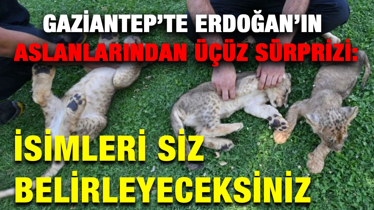 Gaziantep’te Erdoğan’ın Aslanlarından Üçüz Sürprizi: İsimleri Siz Belirleyeceksiniz