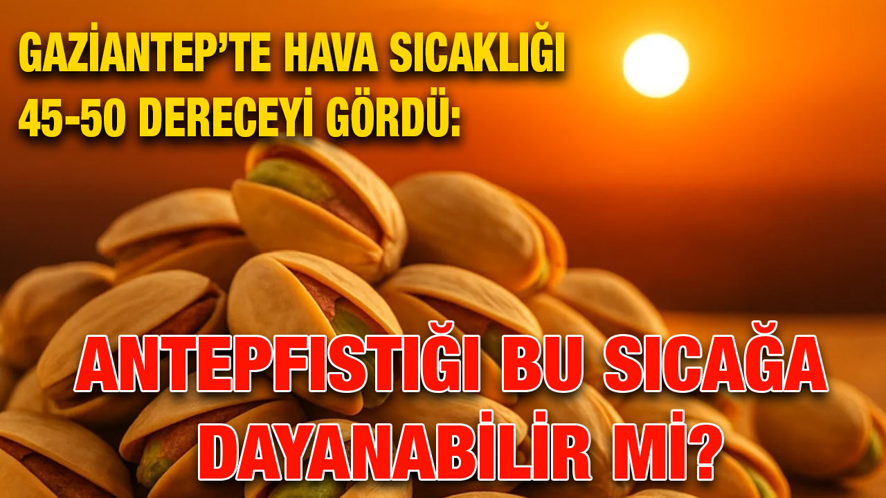 Gaziantep’te hava sıcaklığı 45-50 dereceyi gördü: Antepfıstığı bu sıcağa dayanabilir mi?