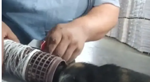 Gaziantep'te kedinin imdat çığlığına şef yetişti