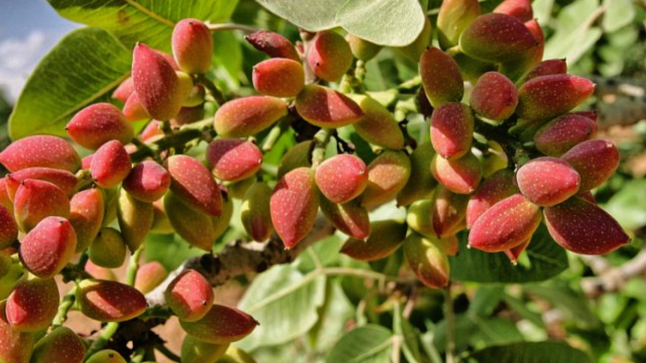 Antep’te Fıstığı Don da Vurdu, Kuraklık da… Çiftçi 250 TL’nin Altını Kabul Etmiyor!