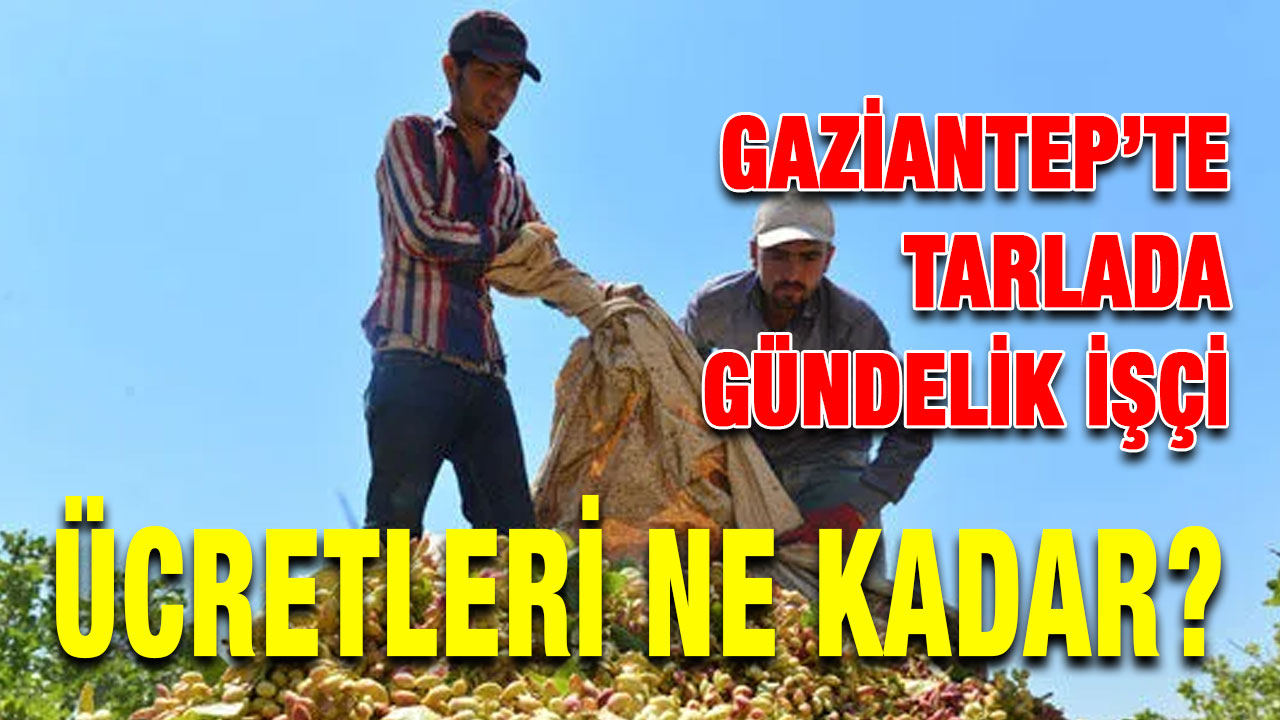 Gaziantep’te Tarlada Gündelik İşçi Ücretleri Ne Kadar?