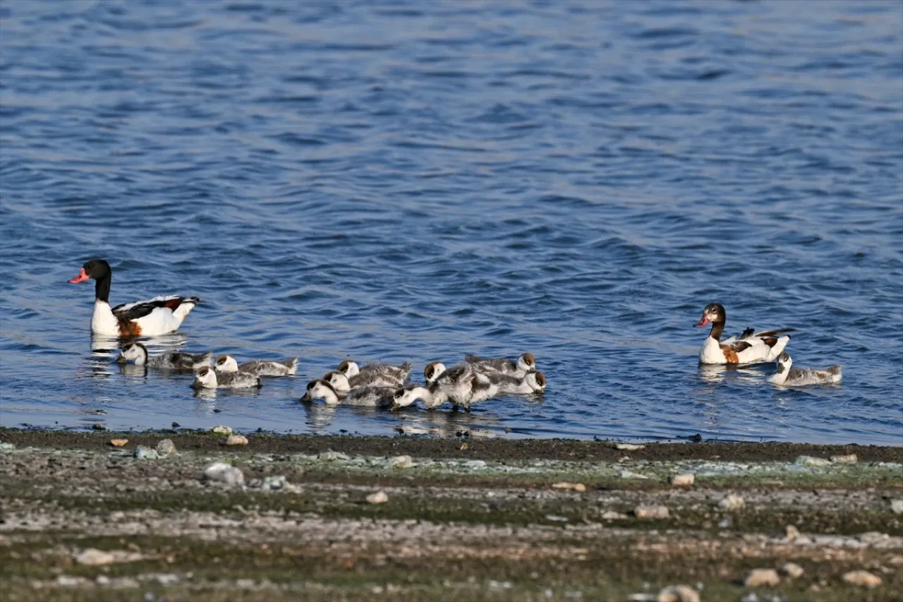 Gaziantep'te türkülere konu olan "Suna" kuşu yavrularıyla gözlemlendi