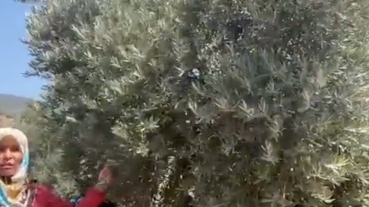 Gaziantep’te Zeytin Ağacı Katliamı! 'Deprem' Böylesi Görülmedi