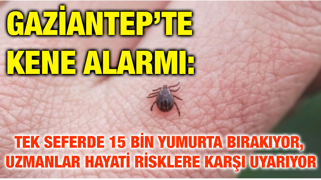 Gaziantep’te Kene Alarmı: Tek Seferde 15 Bin Yumurta Bırakıyor, Uzmanlar Hayati Risklere Karşı Uyarıyor