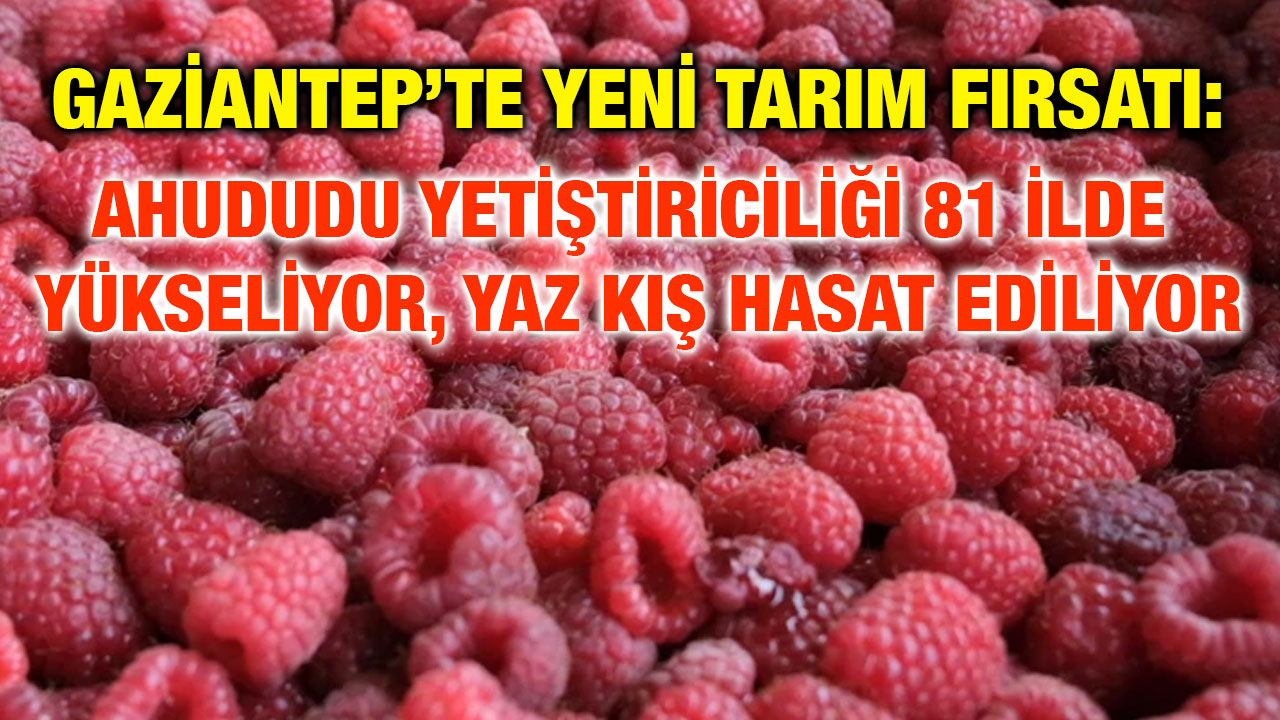 Gaziantep’te Yeni Tarım Fırsatı: Ahududu Yetiştiriciliği 81 İlde Yükseliyor, Yaz Kış Hasat Ediliyor