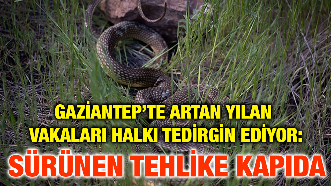 Gaziantep’te Artan Yılan Vakaları Halkı Tedirgin Ediyor: Sürünen Tehlike Kapıda