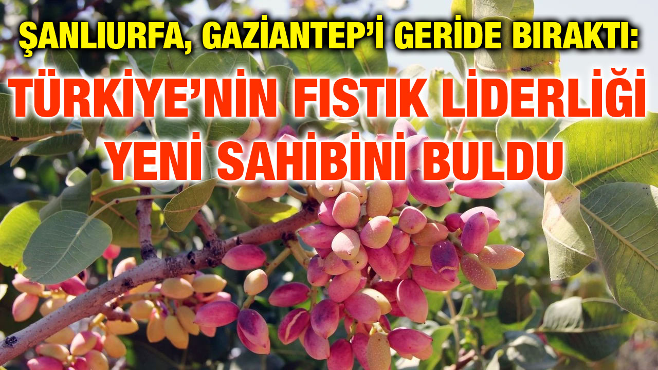 Şanlıurfa, Gaziantep’i Geride Bıraktı: Türkiye’nin Fıstık Liderliği Yeni Sahibini Buldu