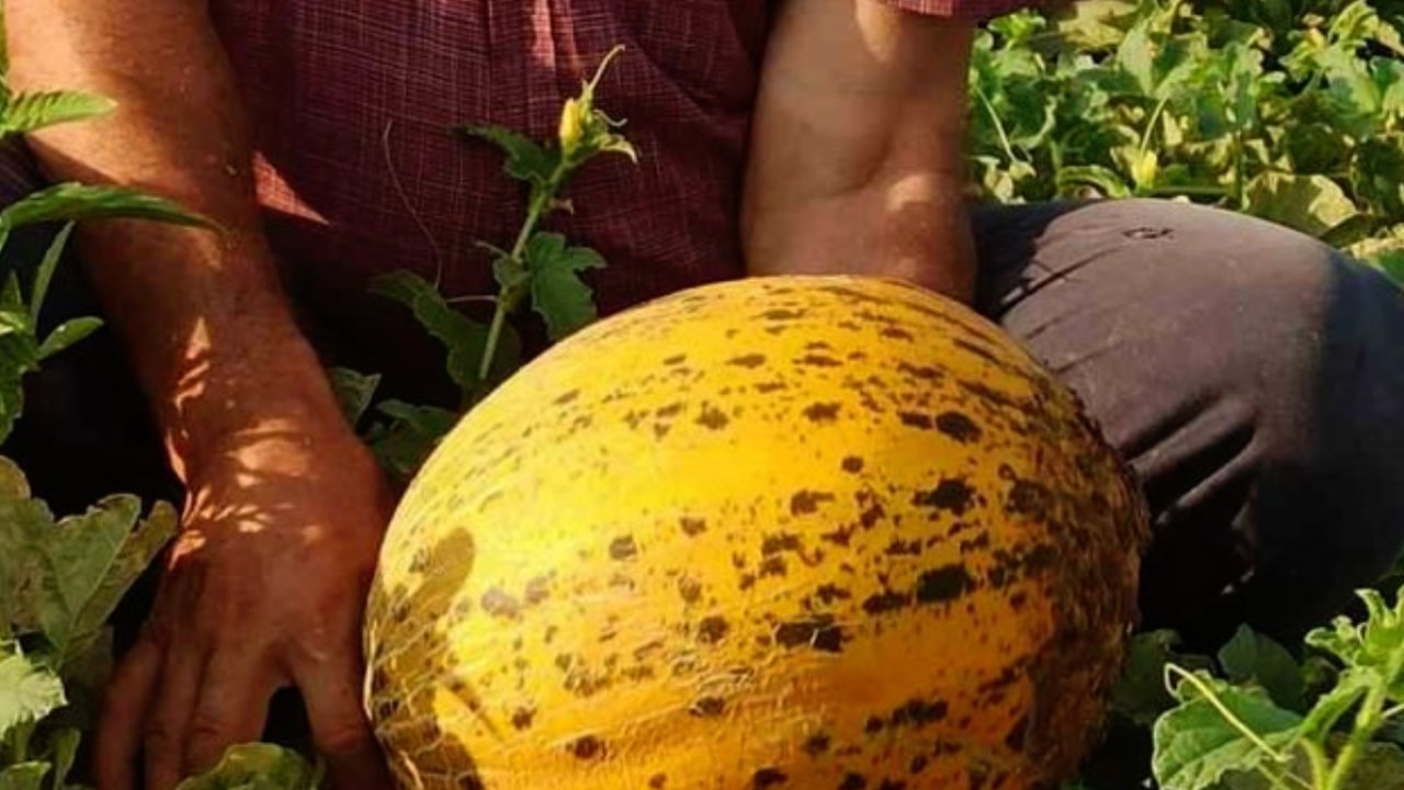 Gaziantep'te dev hasat başladı!