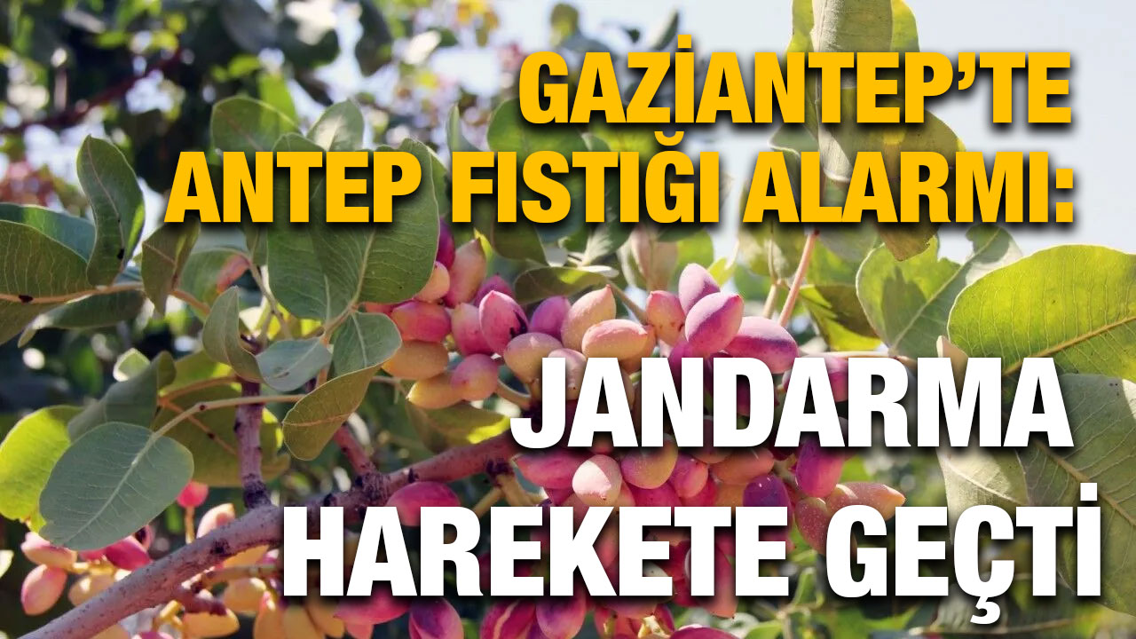 Gaziantep’te Antep Fıstığı Alarmı: Jandarma Harekete Geçti