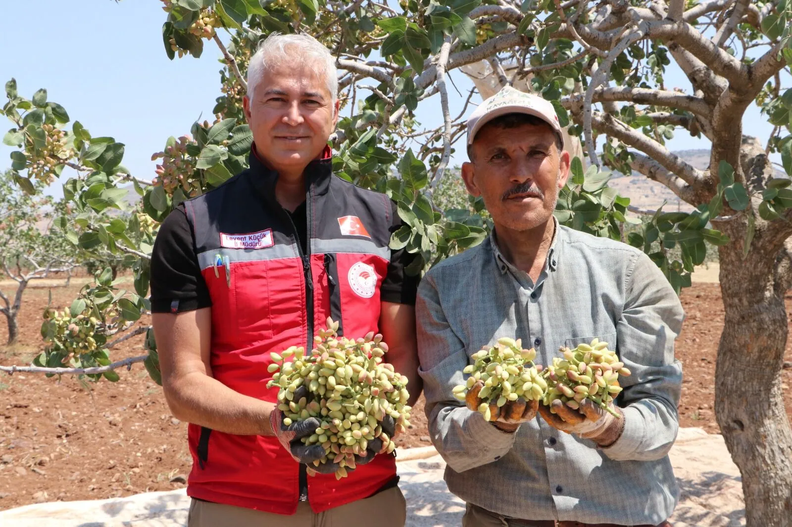 Gaziantep ve Kilis'te Boz Antep Fıstığı Hasadı Başladı
