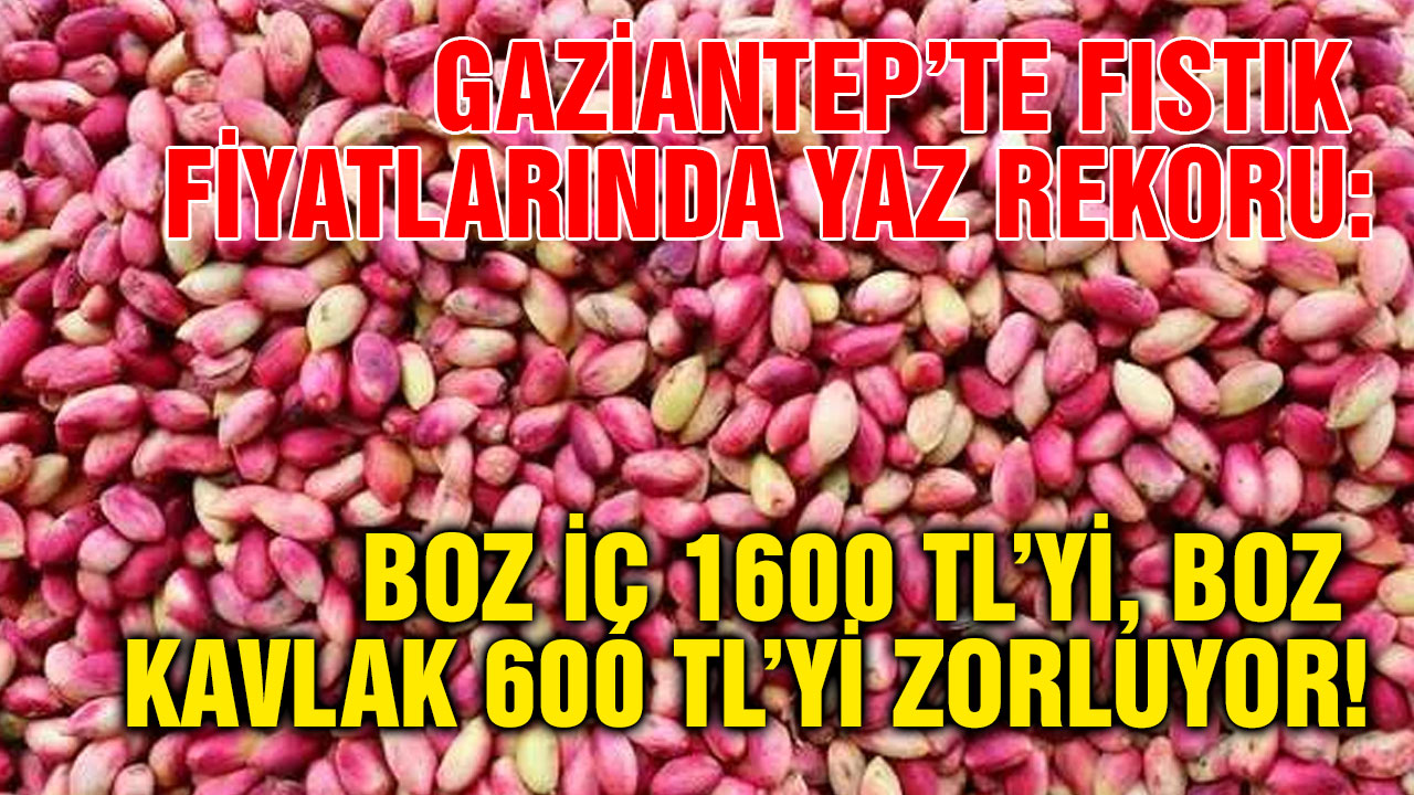 Gaziantep’te Fıstık Fiyatlarında Yaz Rekoru: Boz İç 1600 TL’yi, Boz Kavlak 600 TL’yi Zorluyor!