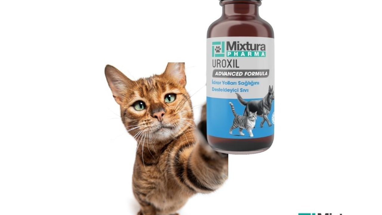 Kedilerde İdrar Yolu Enfeksiyonu Nasıl Anlaşılır?