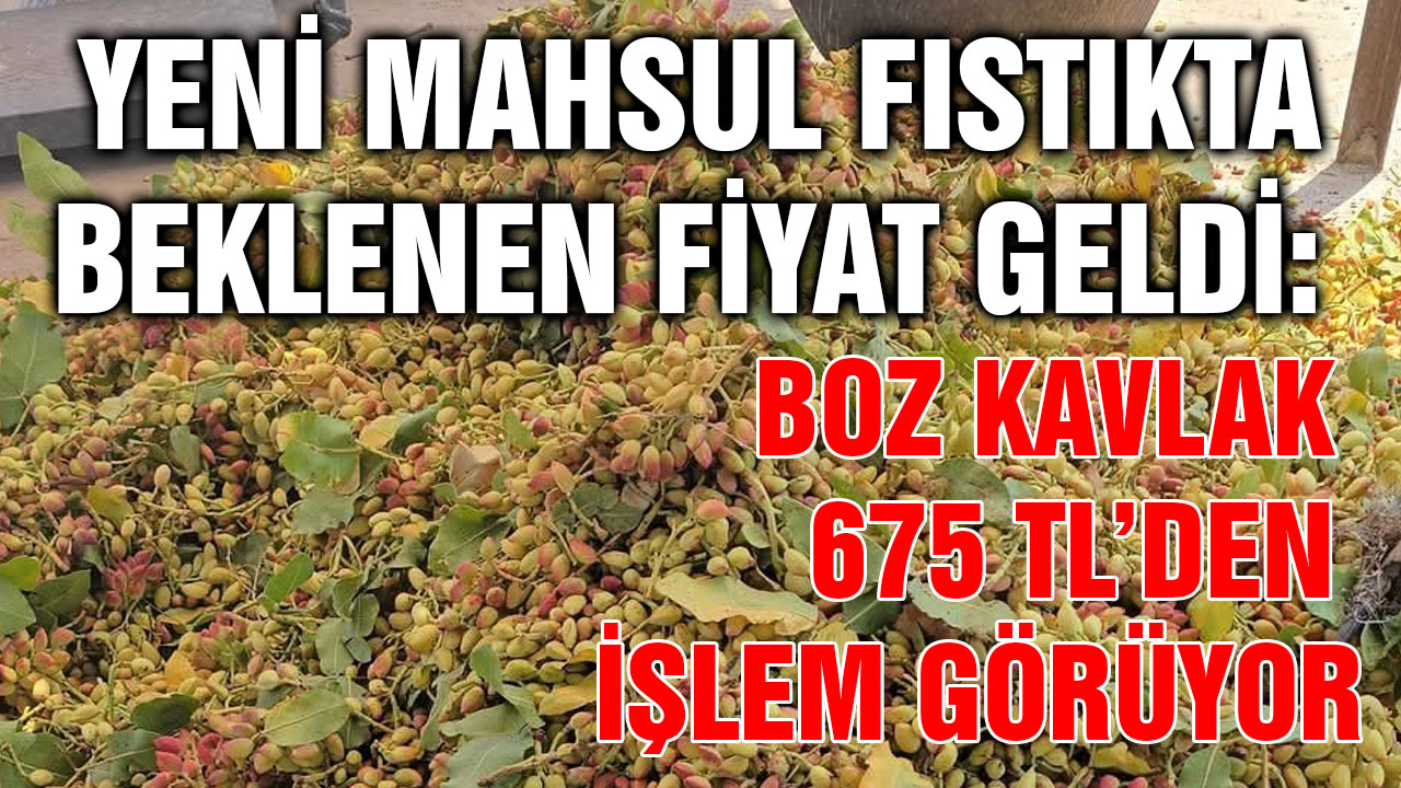 Yeni Mahsul Fıstıkta Beklenen Fiyat Geldi: Boz Kavlak 675 TL’den İşlem Görüyor