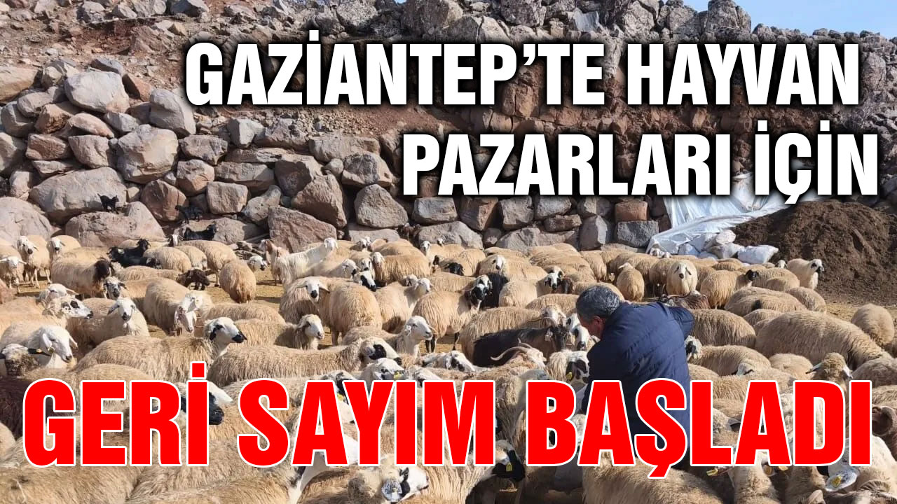 Gaziantep’te Hayvan Pazarları İçin Geri Sayım Başladı