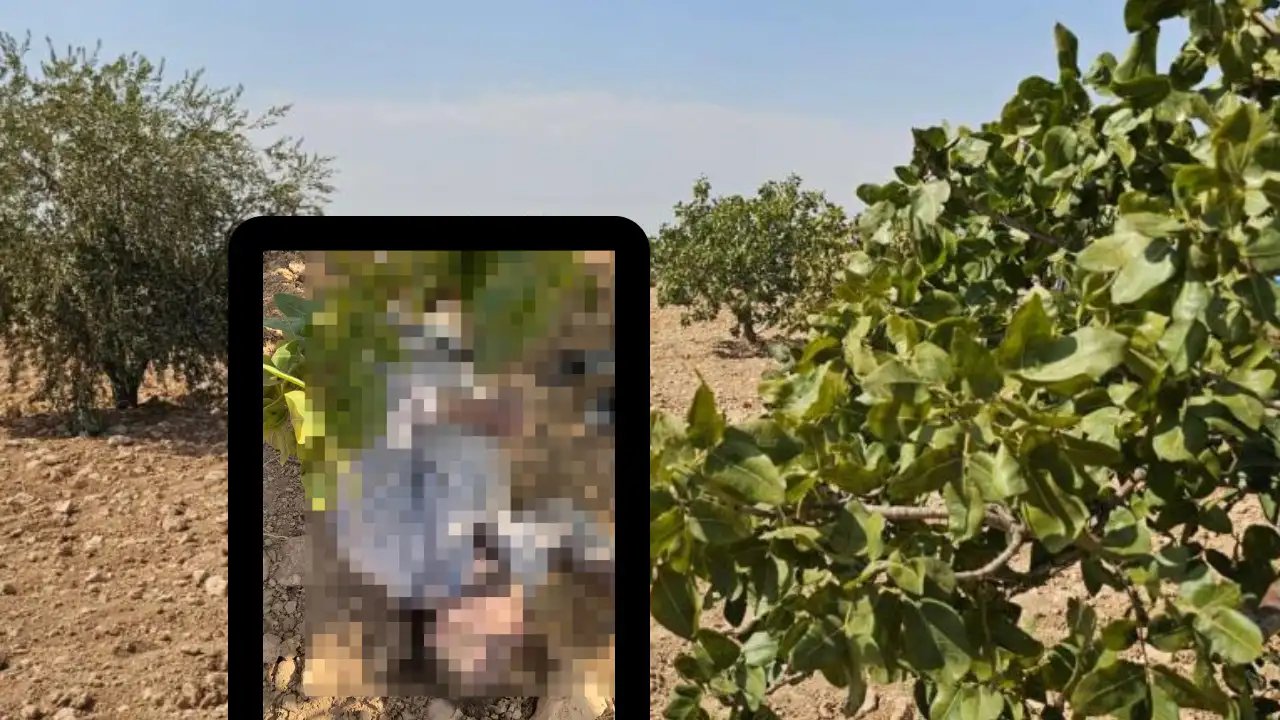 Gaziantep’te Fıstık Tarlasında Ölüm! 48 Yaşındaki İşçinin Kalbi Sıcak Havaya Yenik Düştü