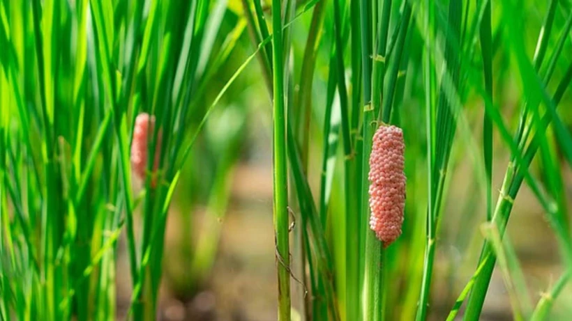 Florida'da Ekolojik Alarm: Pembe Yumurta Kümeleri Tehlike Saçıyor