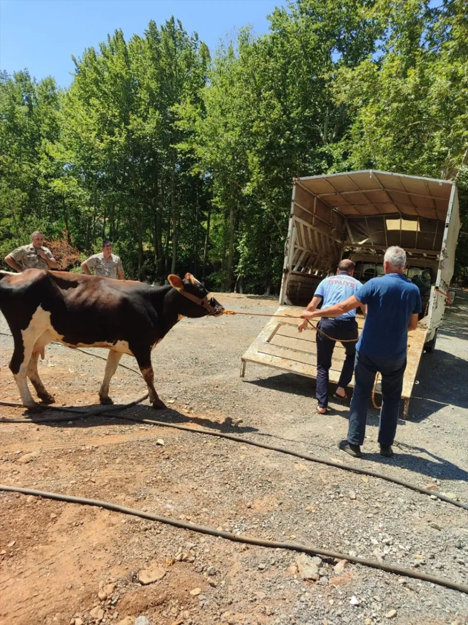 Gaziantep'te kaybolan büyükbaş hayvanı jandarma buldu