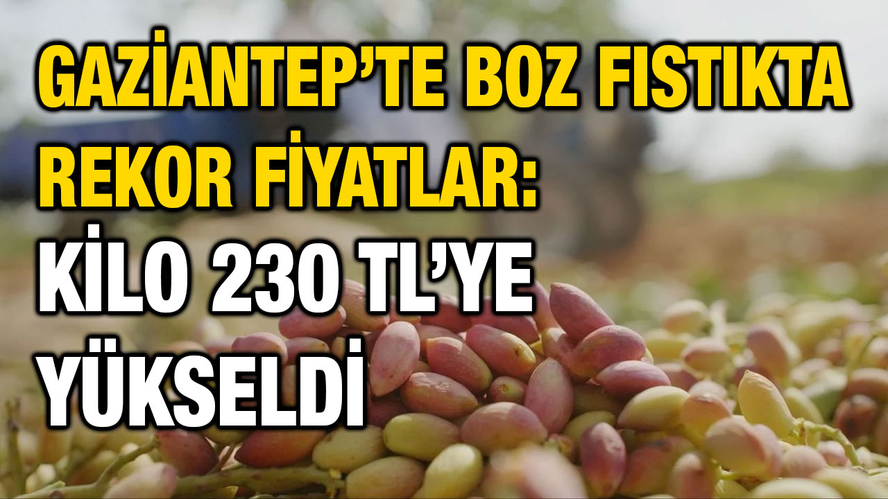 Gaziantep’te Boz Fıstıkta Rekor Fiyatlar: Kilo 230 TL’ye Yükseldi