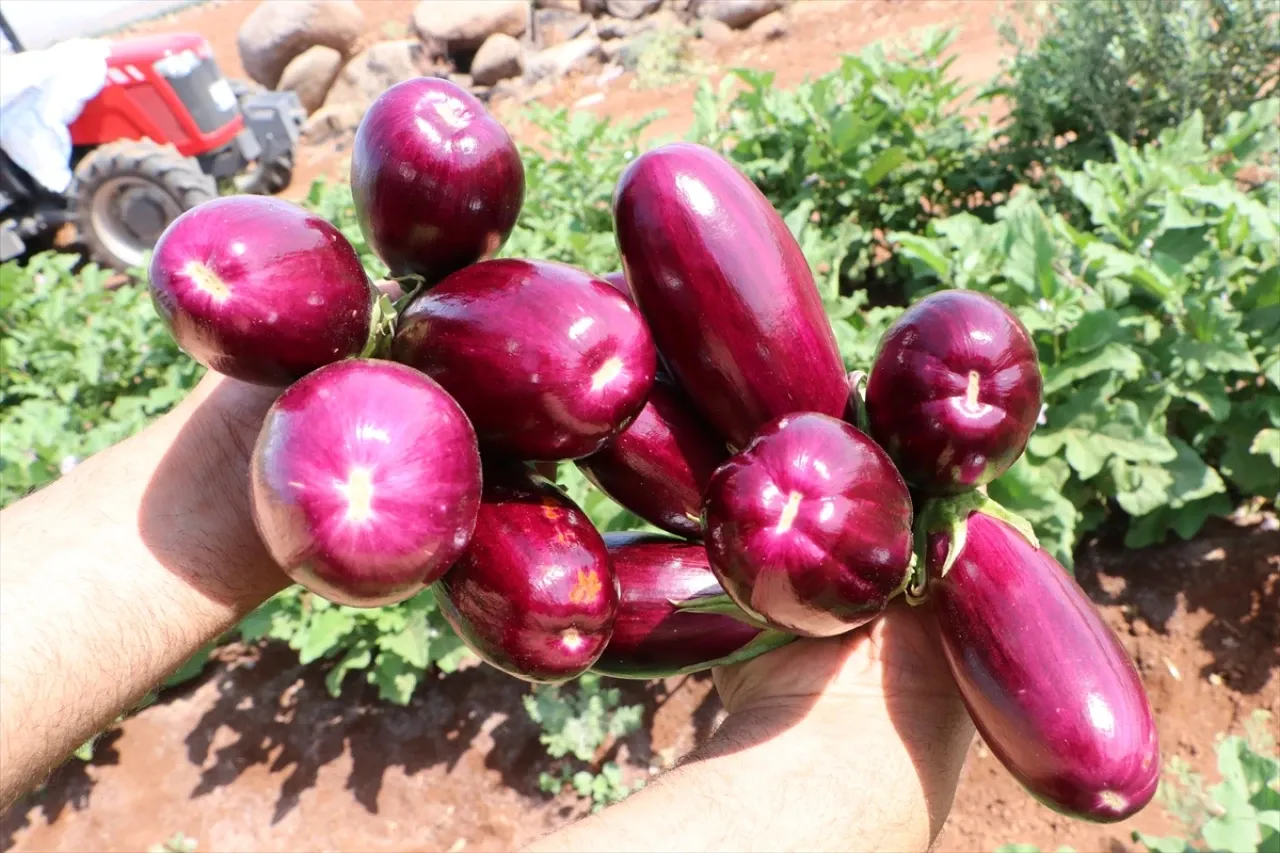 Komşu Kilis’te Toprağın Mor Hazinesi: Zabaran Patlıcanının Hasadı Başladı