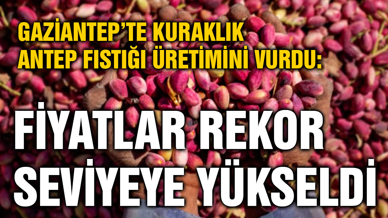 Gaziantep’te Kuraklık Antep Fıstığı Üretimini Vurdu: Fiyatlar Rekor Seviyeye Yükseldi