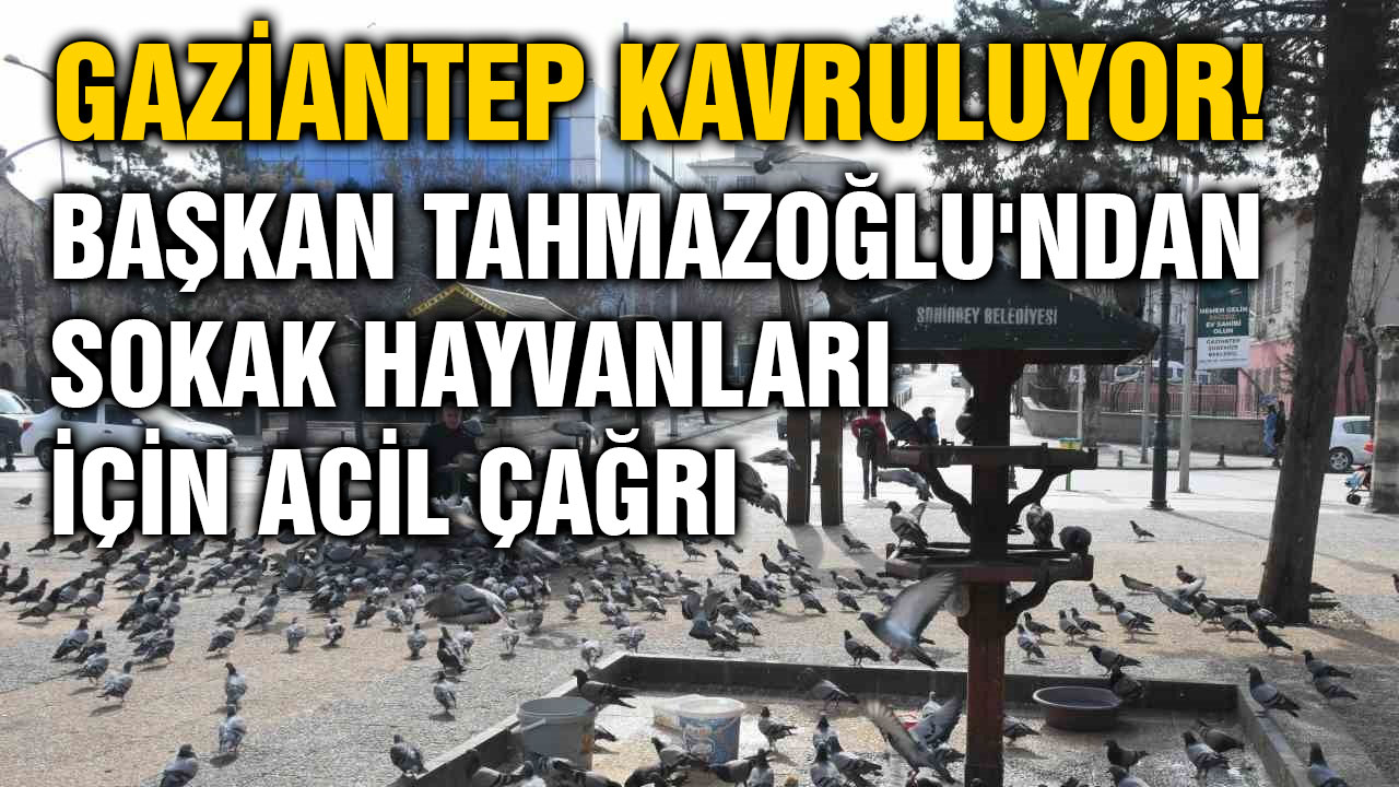 Gaziantep Kavruluyor! Başkan Tahmazoğlu'ndan Sokak Hayvanları İçin Acil Çağrı