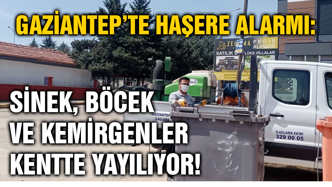 Gaziantep’te Haşere Alarmı: Sinek, Böcek ve Kemirgenler Kentte Yayılıyor!