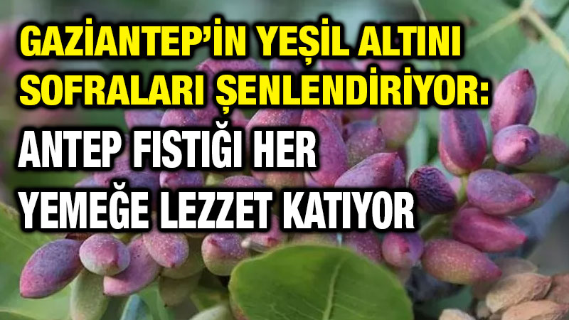 Gaziantep’in Yeşil Altını Sofraları Şenlendiriyor: Antep Fıstığı Her Yemeğe Lezzet Katıyor