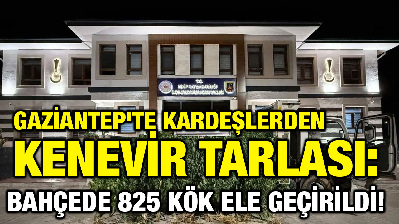 Gaziantep'te Kardeşlerden Kenevir Tarlası: Bahçede 825 Kök Ele Geçirildi!