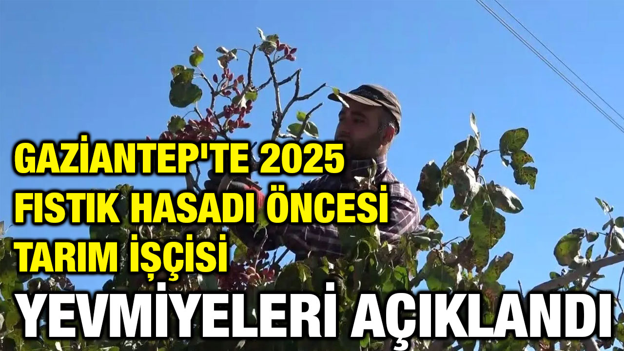 Gaziantep'te 2025 Fıstık Hasadı Öncesi Tarım İşçisi Yevmiyeleri Açıklandı