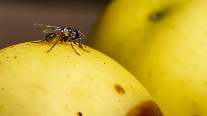 Yaz Mevsiminde Sinek Temasındaki Yiyecekler Tüketilmeli mi?