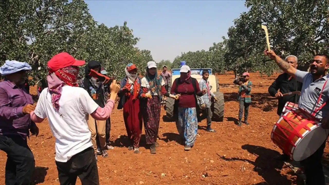Antep fıstığı bahçeleri düğün yeri oldu! İlk hasad davul zurna eşliğinde yapıldı