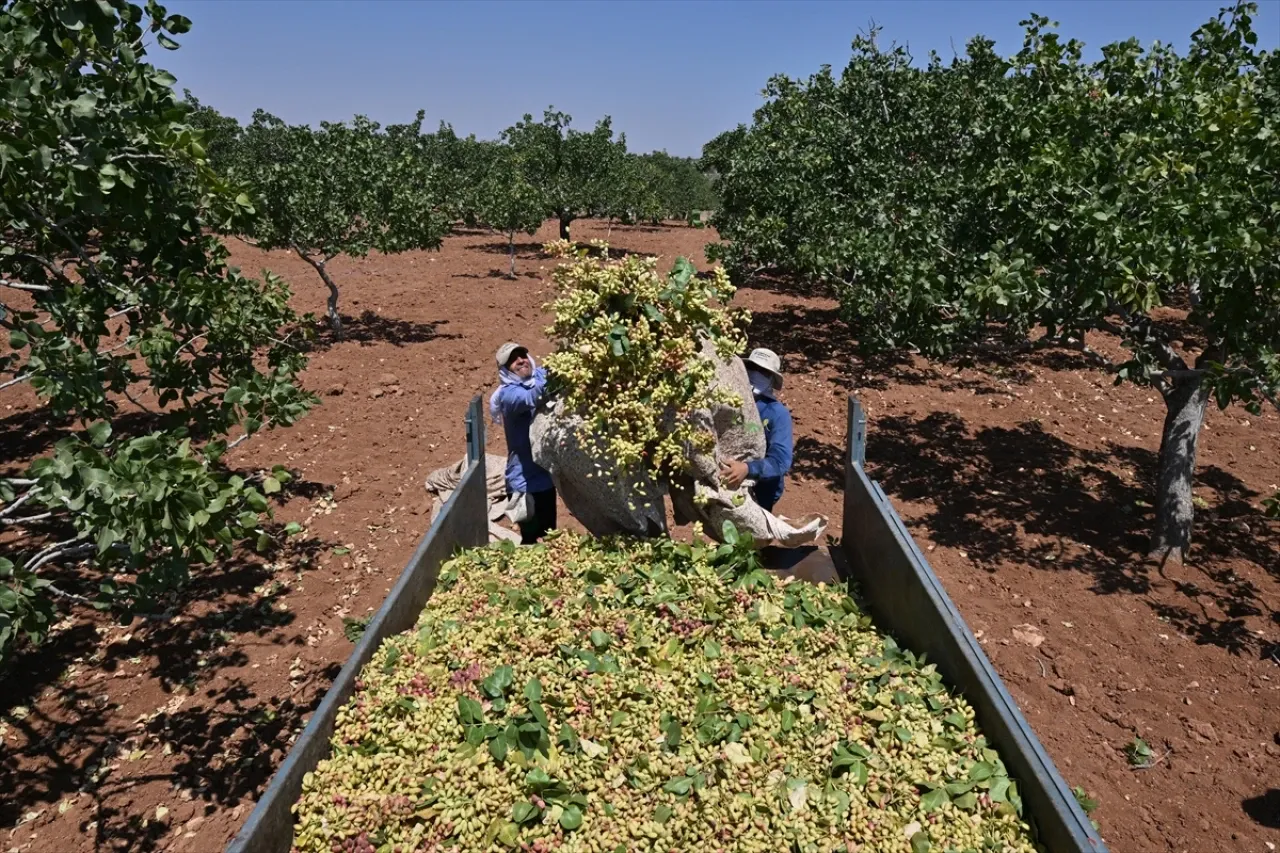 Gaziantep’te 45 Derece Kavurucu Sıcakta Antep Fıstığı Hasadı : 08 Ağustos Güncel Fıstık Fiyatları Ne Kadar Oldu?