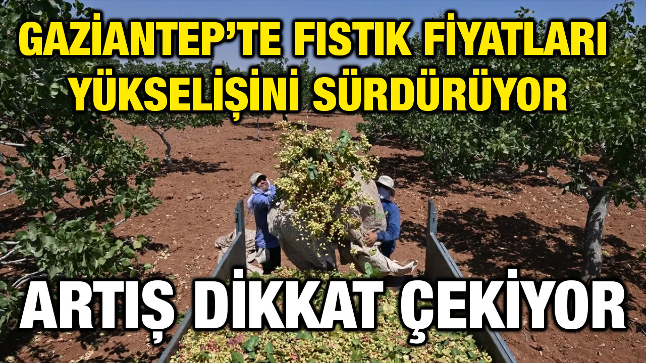 Gaziantep’te Fıstık Fiyatları Nereye Gidiyor? (09 Ağustos 2025)