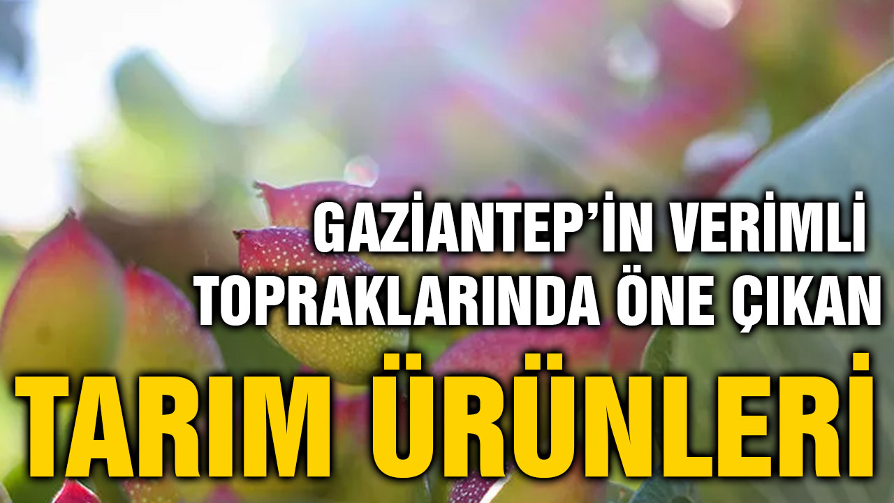 Gaziantep’in Verimli Topraklarında Öne Çıkan Tarım Ürünleri
