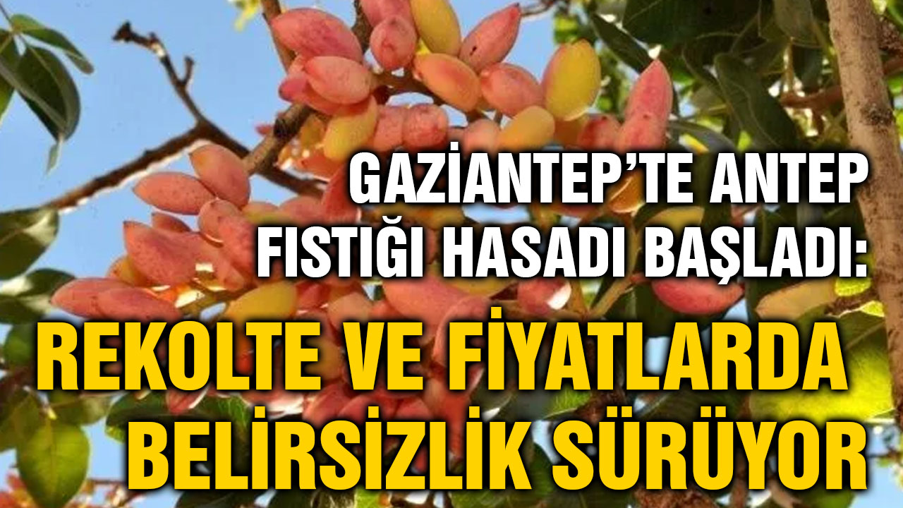 Gaziantep’te Antep Fıstığı Hasadı Başladı: Rekolte ve Fiyatlarda Belirsizlik Sürüyor