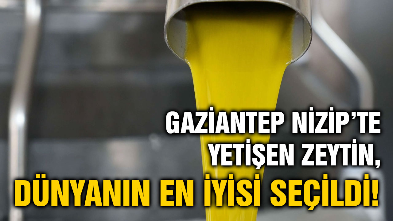 Gaziantep Nizip’te Yetişen Zeytin, Dünyanın En İyisi Seçildi!