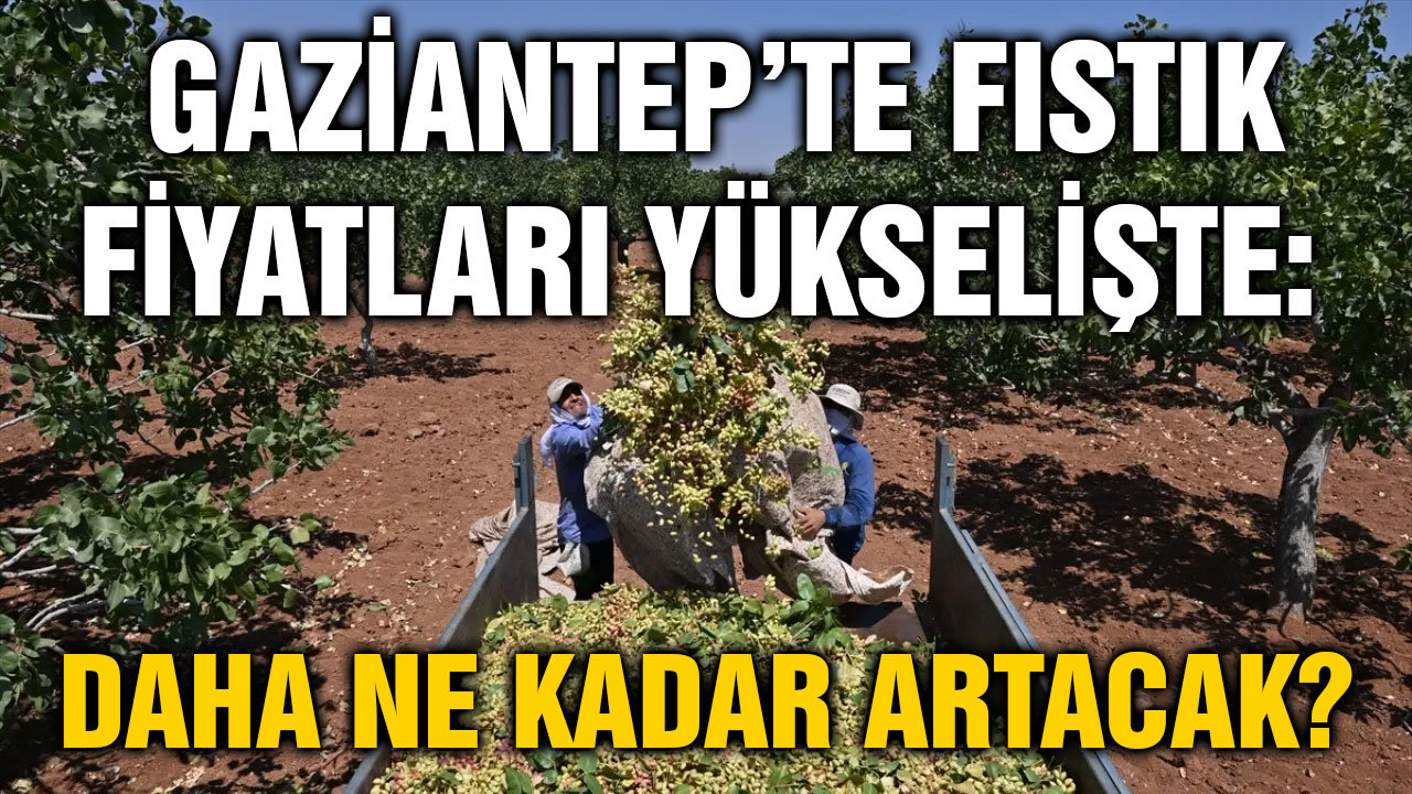 Gaziantep’te Fıstık Fiyatları Yükselişte: Daha Ne Kadar Artacak?