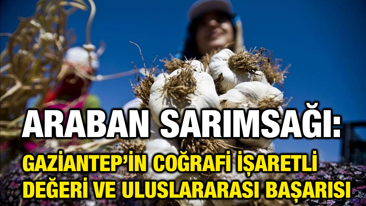 Araban Sarımsağı: Gaziantep’in Coğrafi İşaretli Değeri ve Uluslararası Başarısı