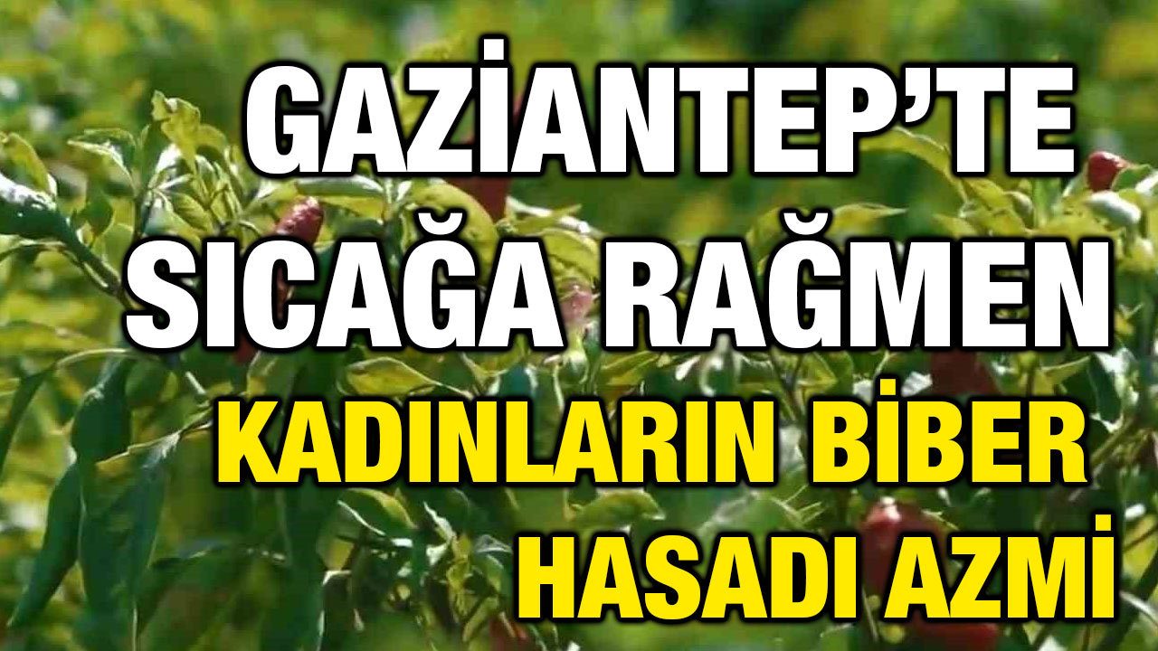 Gaziantep'te 40 Derecede En Acı Hasad Başladı