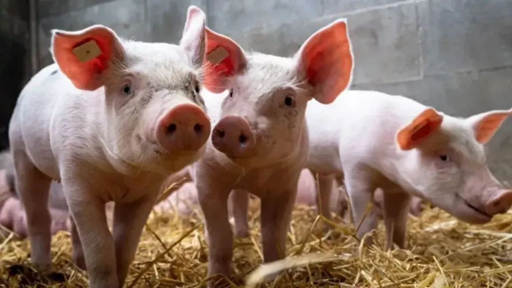Gaziantep’te Domuz Çiftliği Var mı? Türkiye’de Domuz Eti Üretiminde Son Durum ve Çiftliklerin Yoğunlaştığı Şehirler