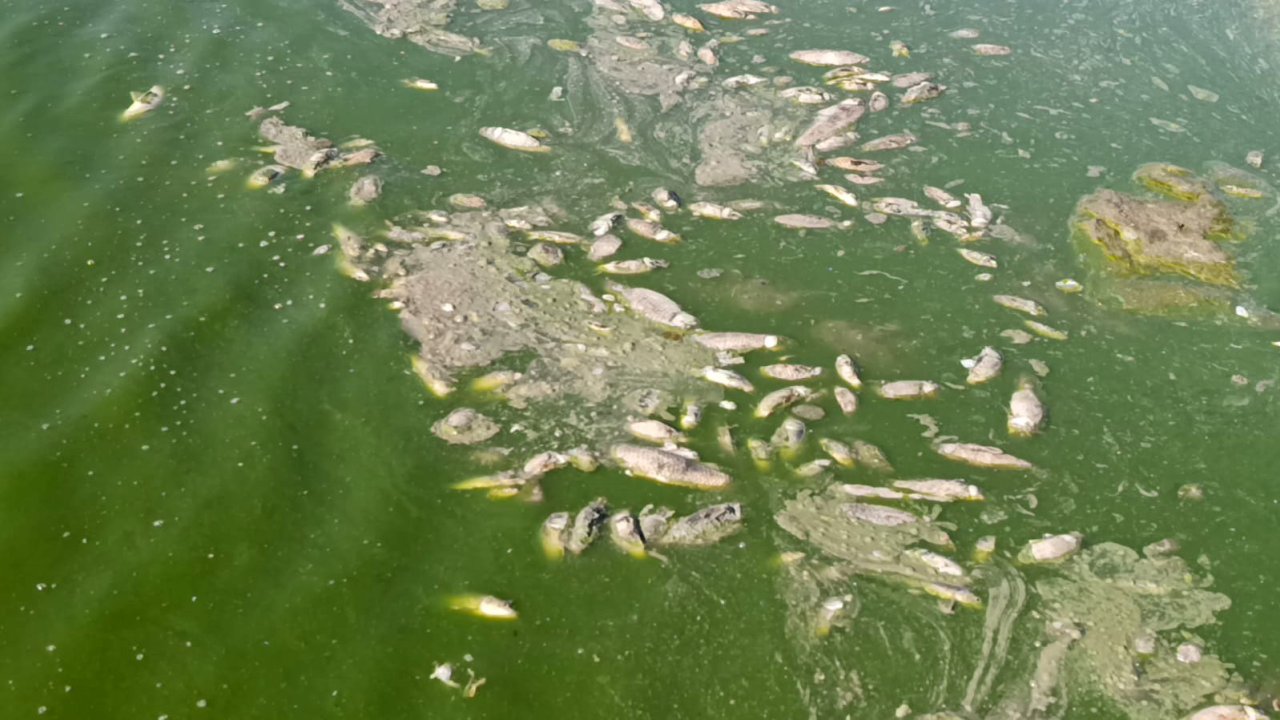 Gaziantep'te barajda su seviyesi düştü, balıklar telef oldu