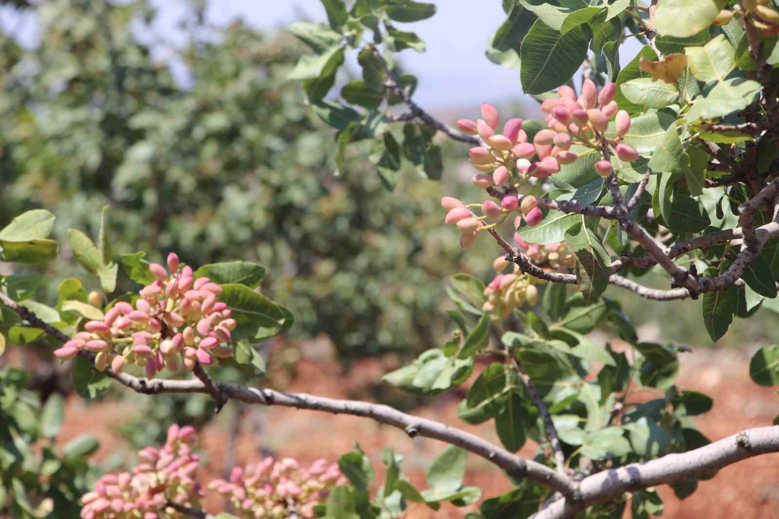 Fıstığın anavatanı Gaziantep’te hasat başladı