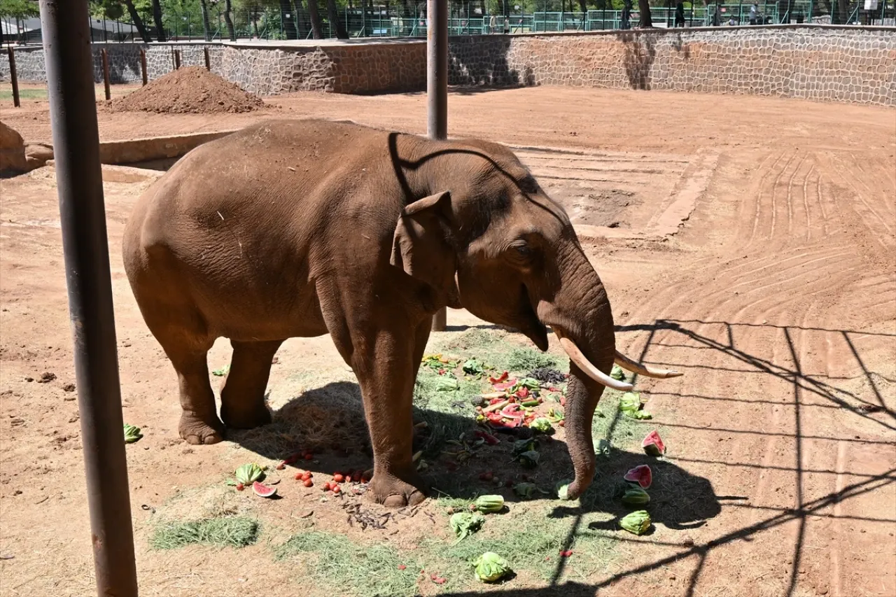 Dünyanın ilk tüp bebek fili "Gabi"ye Dünya Fil Günü'nde özel menü