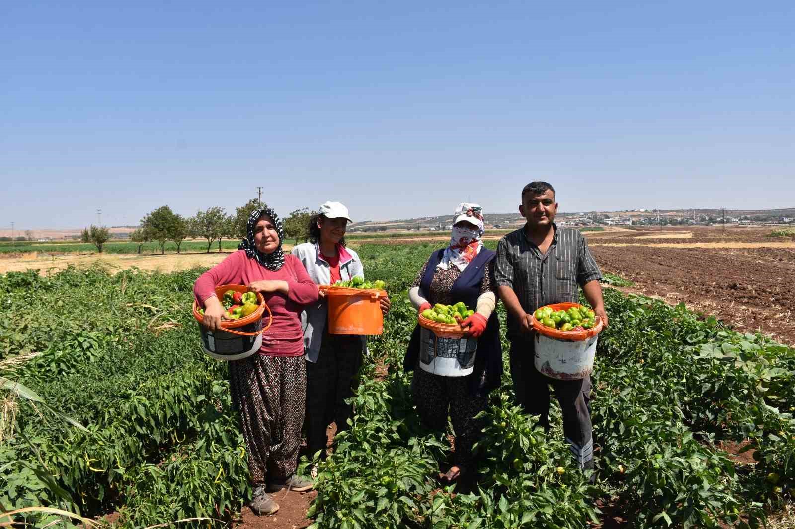 Gaziantep’te domates, patlıcan ve biber hasadı başladı