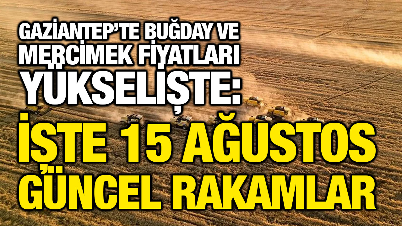 Gaziantep’te Buğday ve Mercimek Fiyatları Yükselişte: İşte 15 Ağustos Güncel Rakamlar